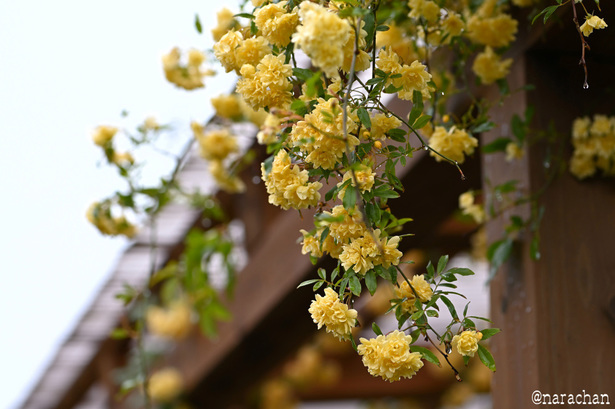 DSC_6969.JPG