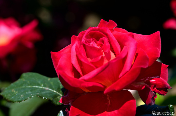 DSC_7085.JPG