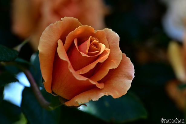 DSC_7086.JPG