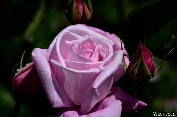 DSC_7119.JPG