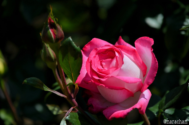DSC_7121.JPG