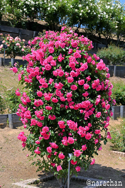 DSC_7134.JPG