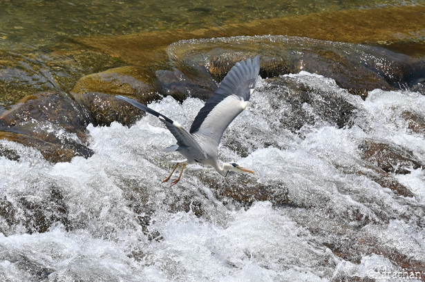 DSC_7481.JPG