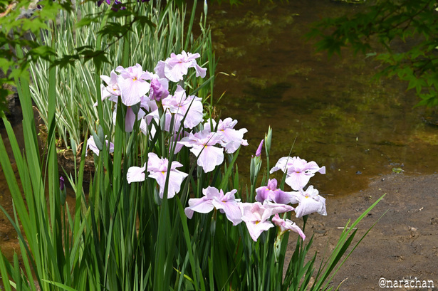 DSC_7611.JPG