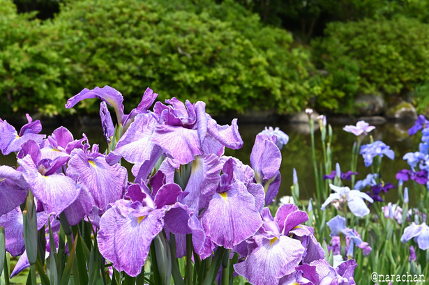 DSC_7615.JPG