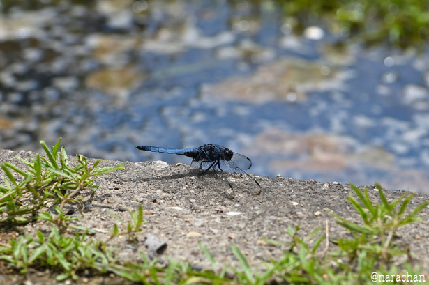 DSC_7708.JPG