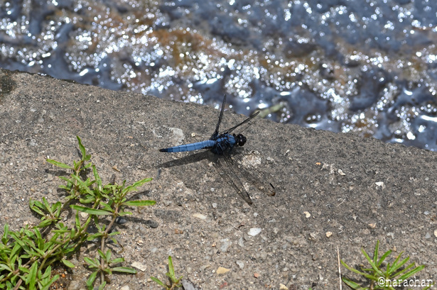 DSC_7709.JPG