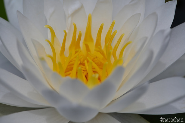 DSC_7718.JPG