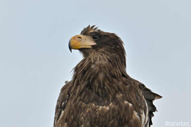 DSC_7799.JPG