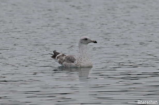 DSC_7921.JPG