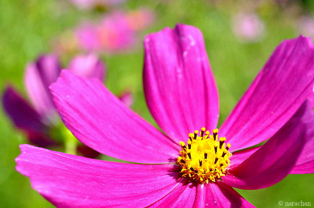 DSC_8016.JPG