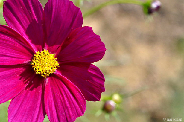 DSC_8021.JPG