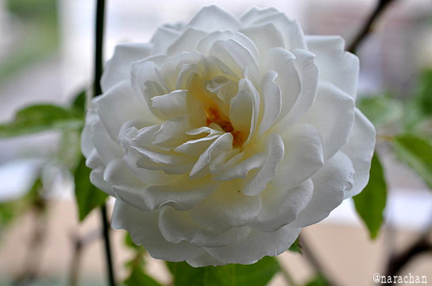 DSC_8162.JPG