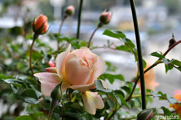 DSC_8178.JPG