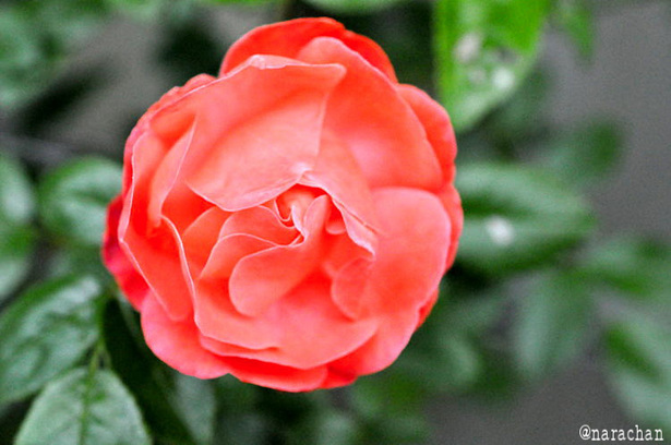 DSC_8181.JPG