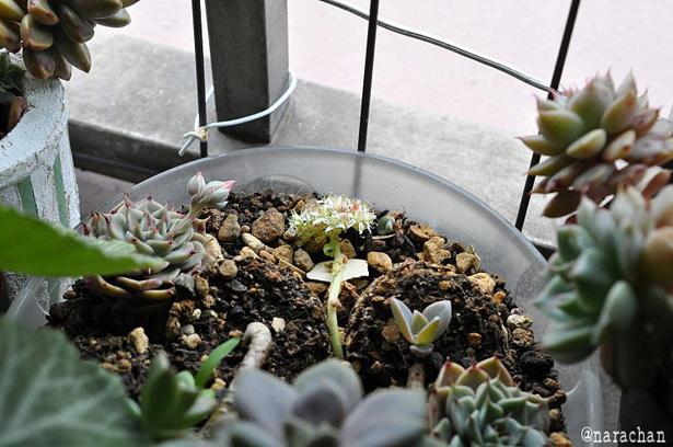 DSC_8192.JPG