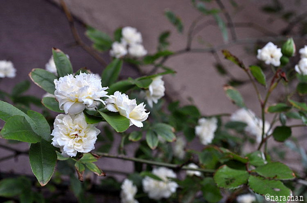 DSC_8194.JPG