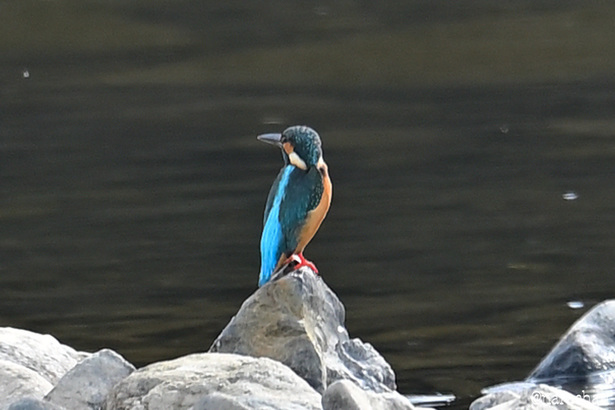 DSC_8229.JPG