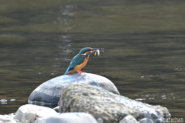 DSC_8245.JPG
