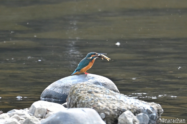 DSC_8257.JPG