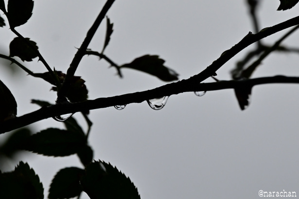 DSC_8492.JPG