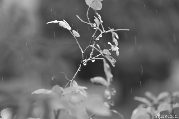 DSC_8495.JPG