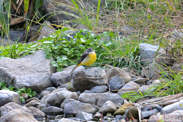 DSC_8517.JPG