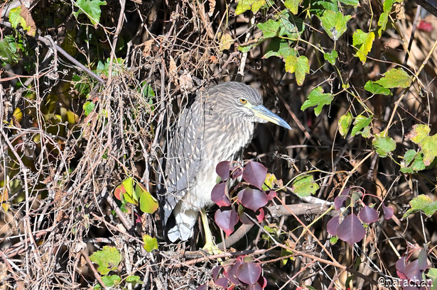 DSC_8779.JPG