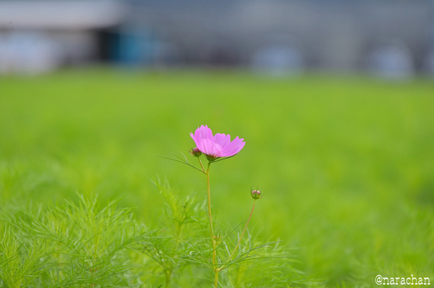 DSC_8878.JPG
