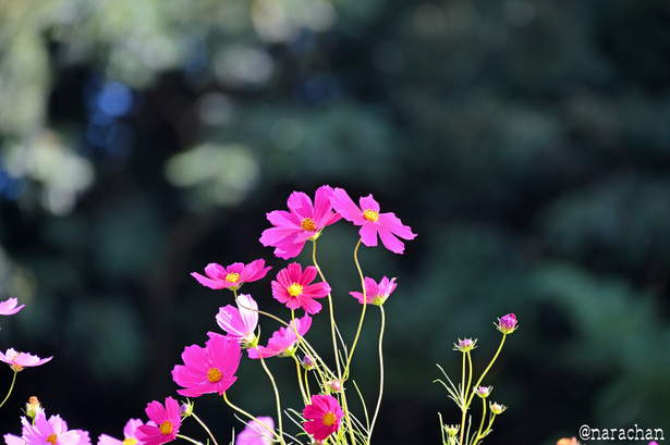 DSC_8922.JPG