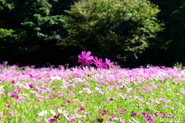 DSC_8933.JPG