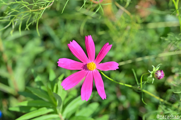 DSC_8946.JPG