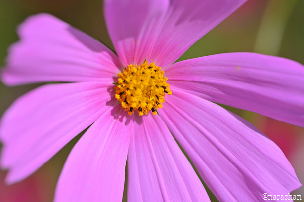 DSC_8970.JPG