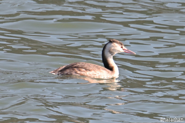 DSC_9087.JPG