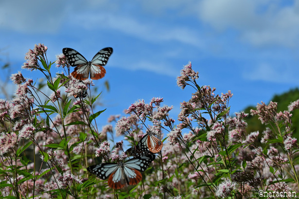 DSC_9778.JPG