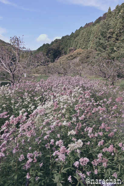 DSC_9860.JPG