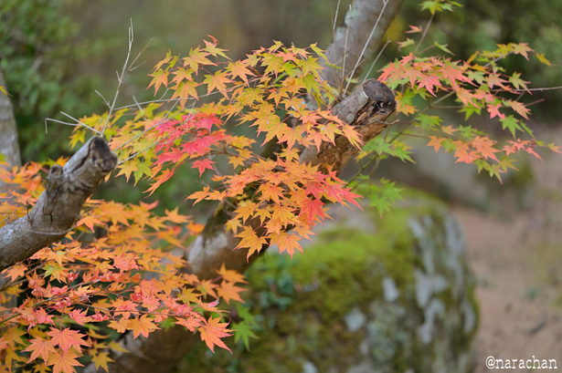 DSC_9905.JPG