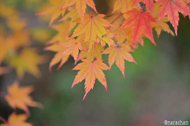 DSC_9906.JPG