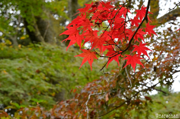 DSC_9914.JPG