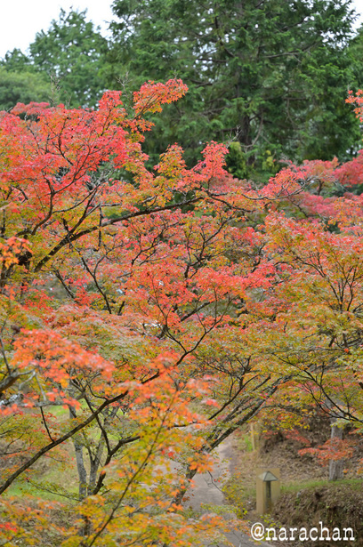 DSC_9915.JPG