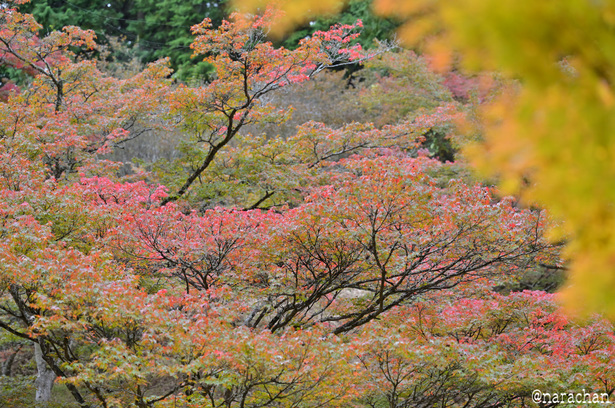 DSC_9918.JPG
