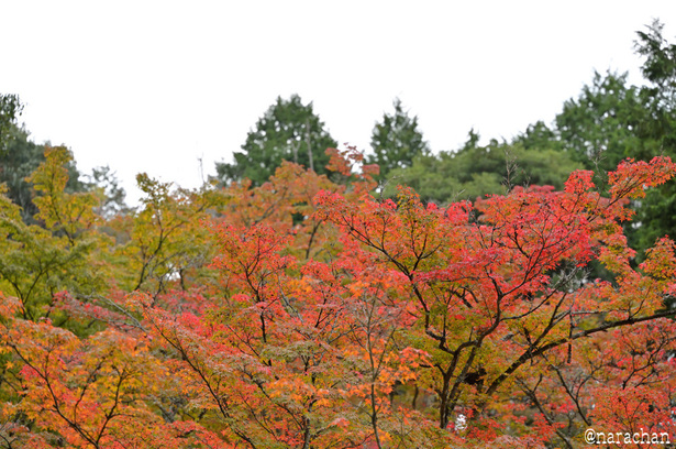 DSC_9920.JPG