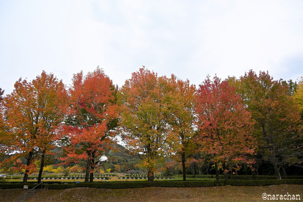 DSC_9980.JPG