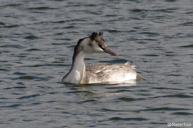 ZZ9_0083_DxO.JPG