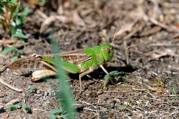 ZZ9_0488_DxO.JPG