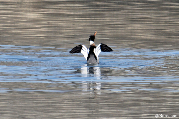 ZZ9_0804_DxO.JPG
