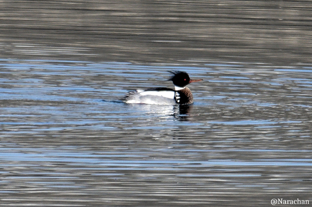 ZZ9_0810_DxO.JPG
