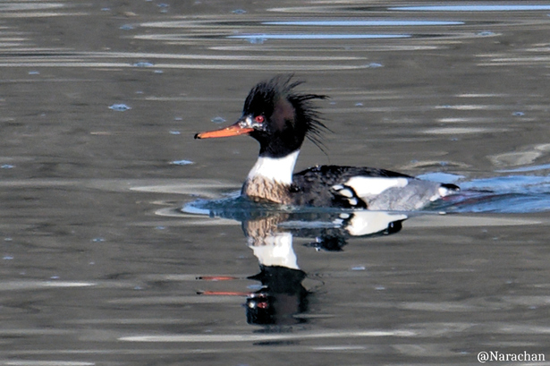 ZZ9_0831_DxO.JPG