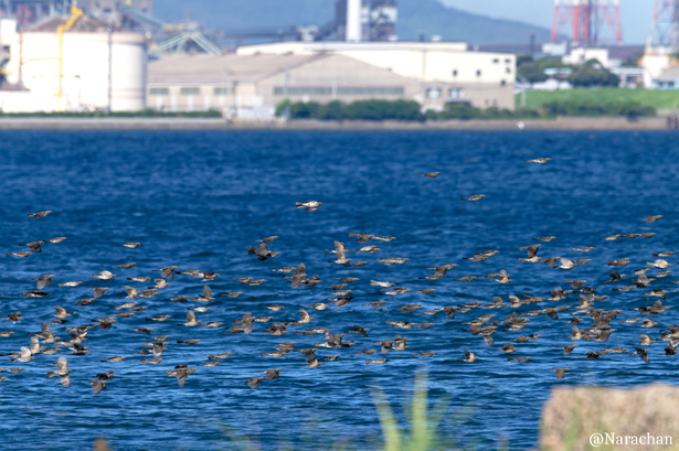 ZZ9_0840_DxO.JPG