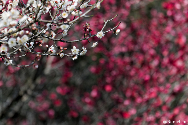 ZZ9_0921_DxO.JPG